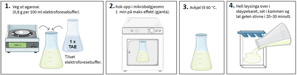 Tillaging av agarose-gel steg for steg. Illustrasjon. 