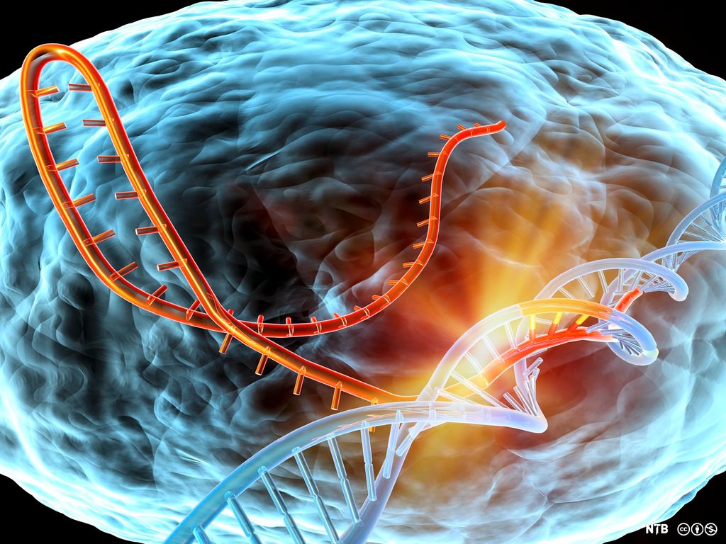 Stuora enzyma birastáhttá RNA ja DNA. Illustrašuvdna.