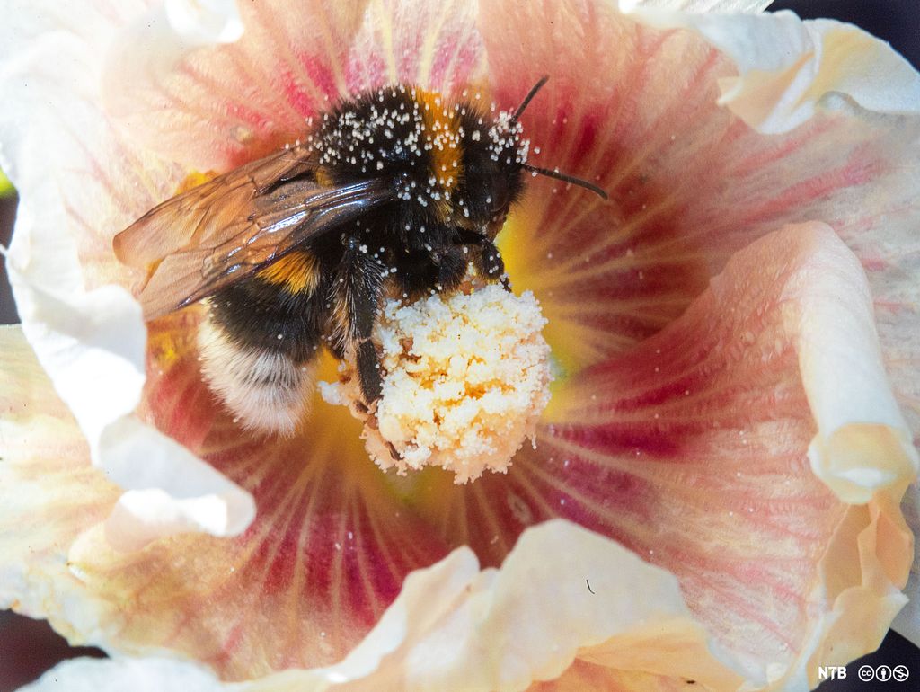 En humle midt i en blomst. Foto. 