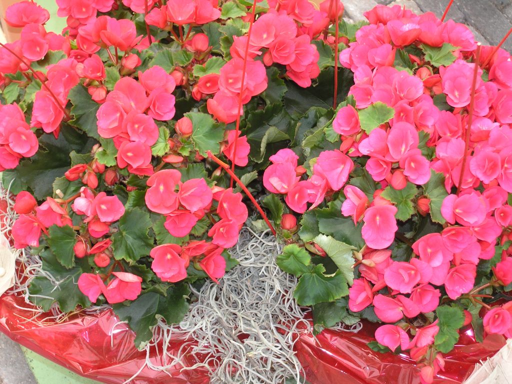 Plante med rosa blomster. Foto.