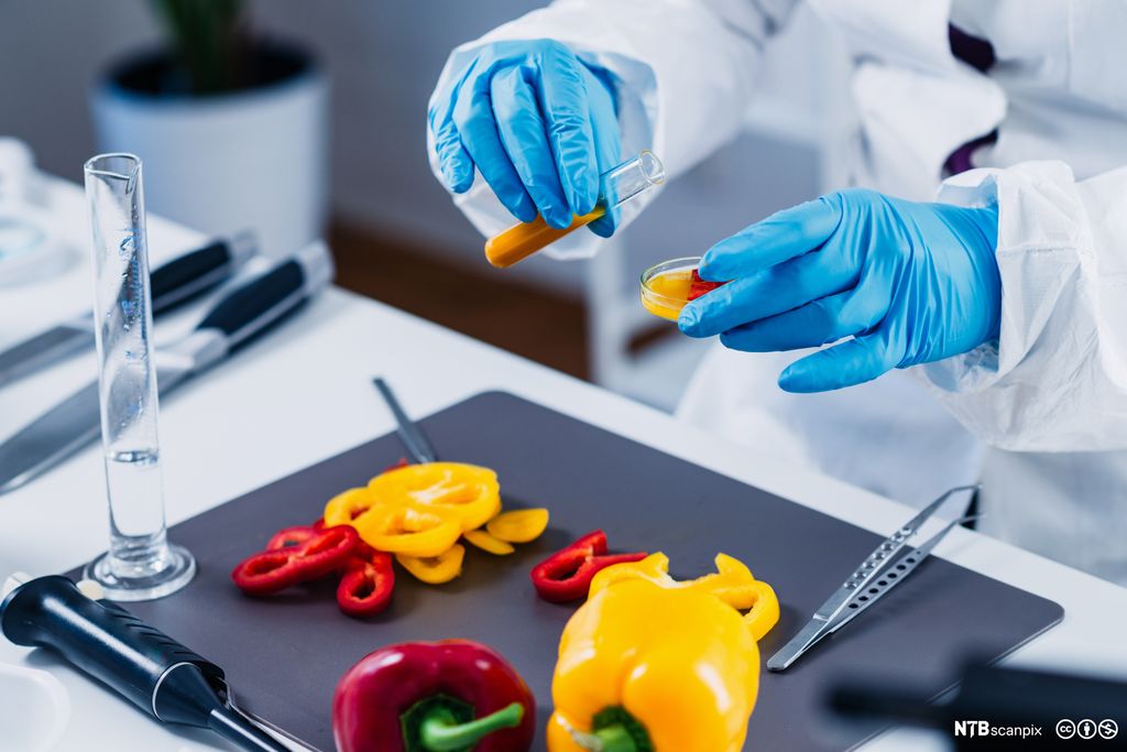 Matkontroll på ein lab. Ein pinsett, ein målekolbe og anna labutstyr er sett fram på eit arbeidsbord. Ein paprika er skoren i bitar, og ein person med plastikkhanskar er i ferd med å helle væske frå eit reagensrøyr og oppi ei petriskål. Foto.