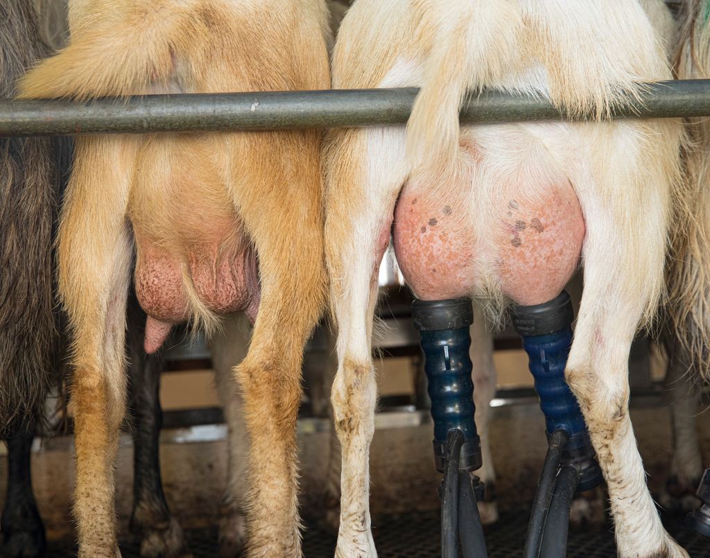 Bakparten til to geiter under mjølking. Det ene juret er ferdig mjølka og ser ut som en tom pose. Mjølkeorganet sitter på juret til den andre geita, og juret hennes er fortsatt ganske oppfylt. Foto.