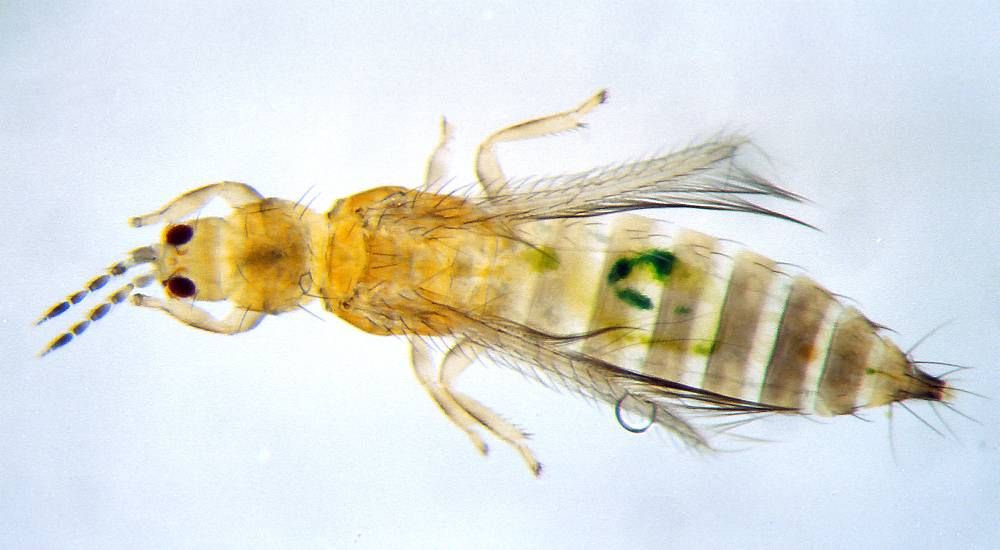 Nærbilde av et avlangt insekt på lysplate som gjør insektet halvgjennomsiktig. Foto.