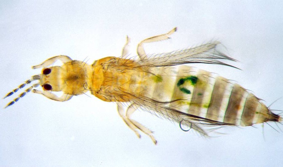 Nærbilde av et avlangt insekt på lysplate som gjør insektet halvgjennomsiktig. Foto.