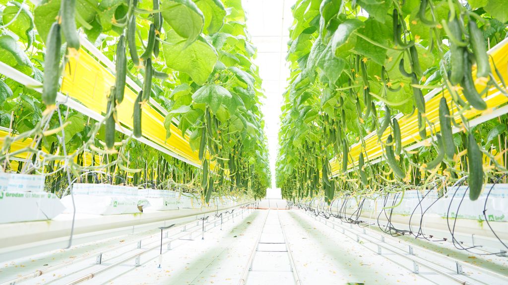 Rader med grønne agurkplanter i veksthus. Foto.