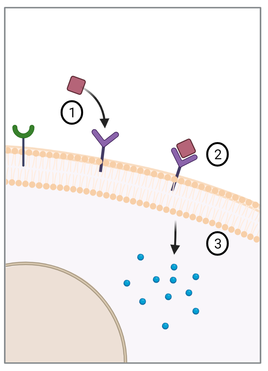 En celle med ulike utstikkere på overflaten. Et firkantet signal utenfor cellen fester seg til utstikkeren med samme form. Det oppstår da en respons inne i cellen. Illustrasjon. 