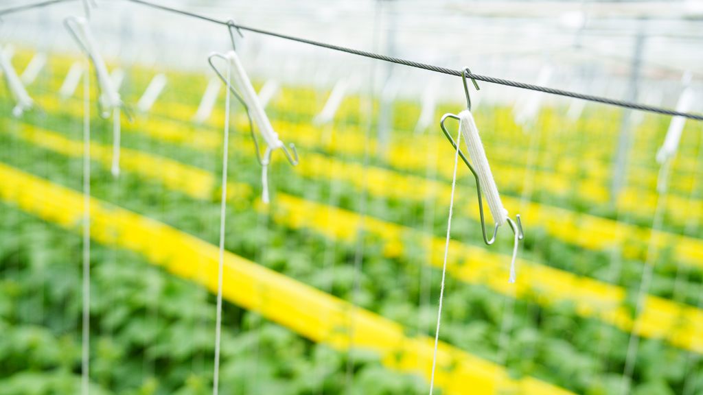 Krok med snøre som henger på ståltråd over planter i veksthus. Foto.