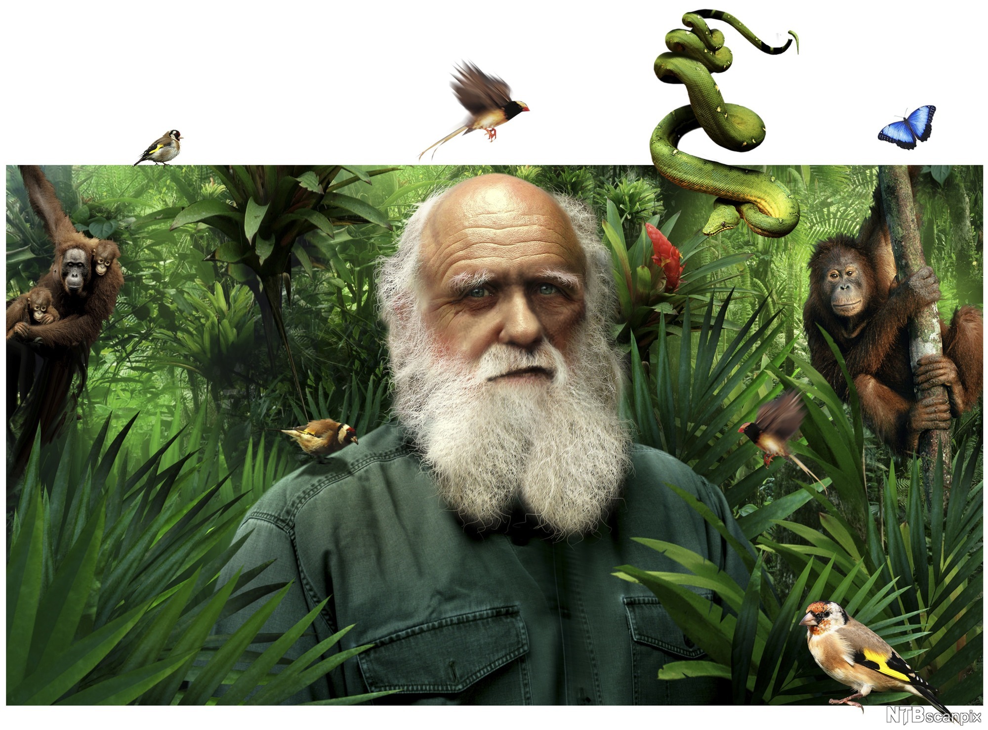 Tegning av Darwin omgitt av mange dyr i en jungel. Illustrasjon.