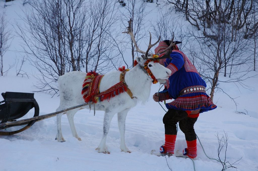 Mann i samedrakt sammen med rein med utsmykket sele og slede. Foto.