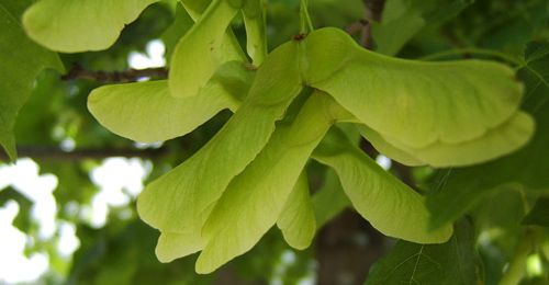Lønnefrø. To og to frø med vinger henger sammen. Foto.