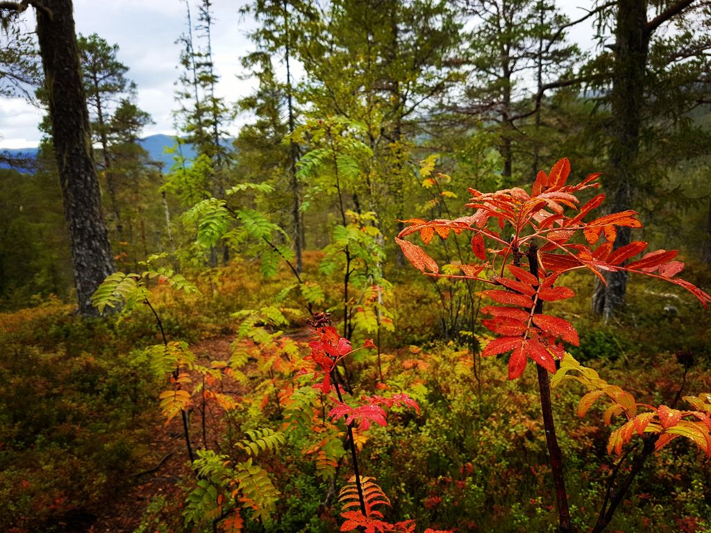 Rogn med både røde, gule og grønne blader. Foto.