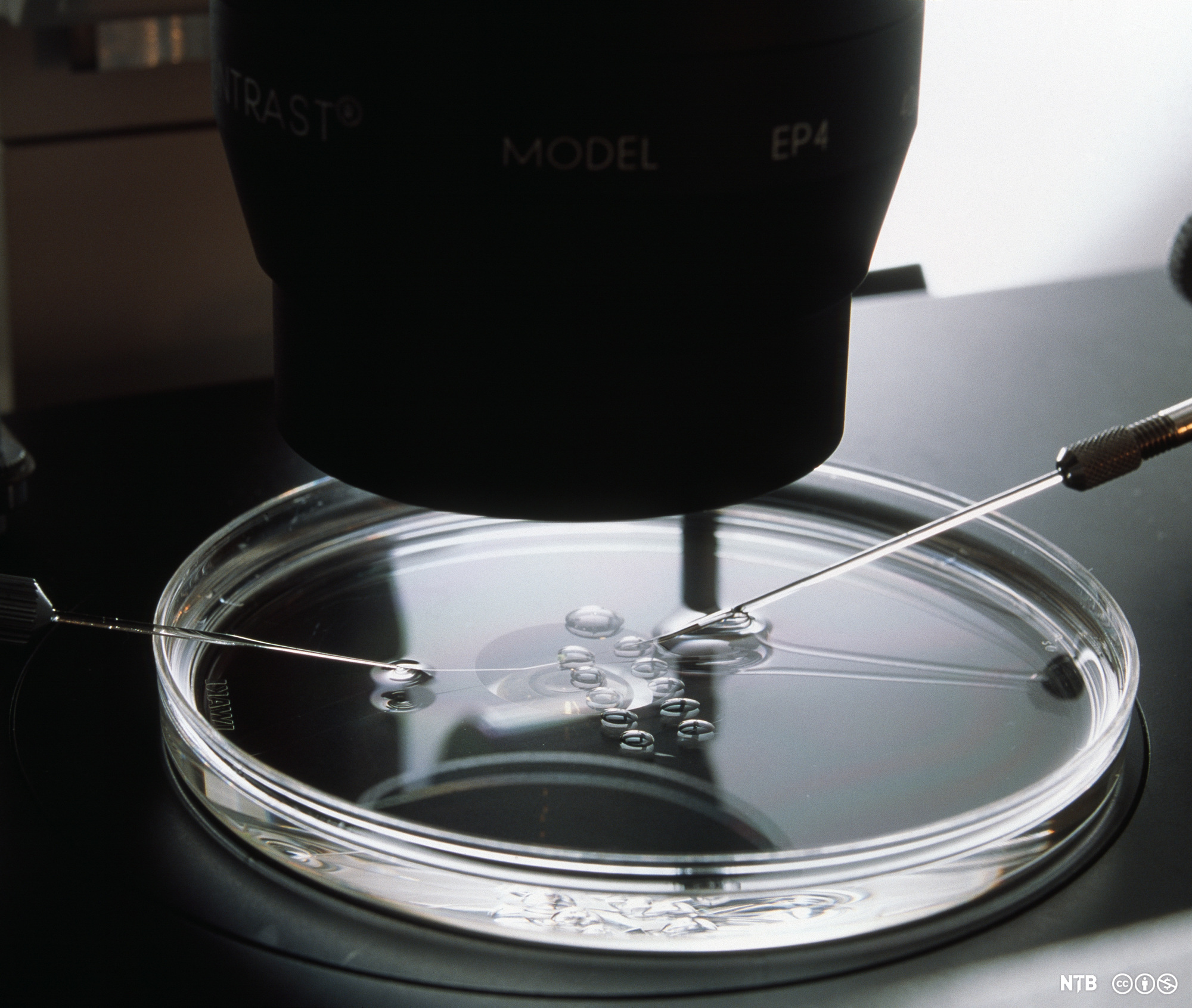 Cellekjernen i en eggcelle fjernes i ei petriskål under mikroskopet. Foto. 