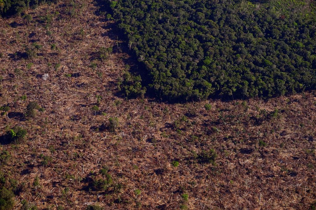 Flyfoto med intakt skog oppe i høyre hjørne, mens resten av bildet er dekket av hogde trær. Foto. 