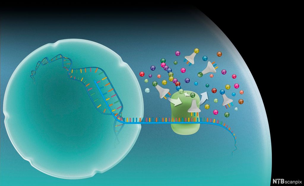Seallaváimmus, DNA, mRNA ja ribosoma mii laktá aminosuvrriid oktii. Illustrašuvdna.