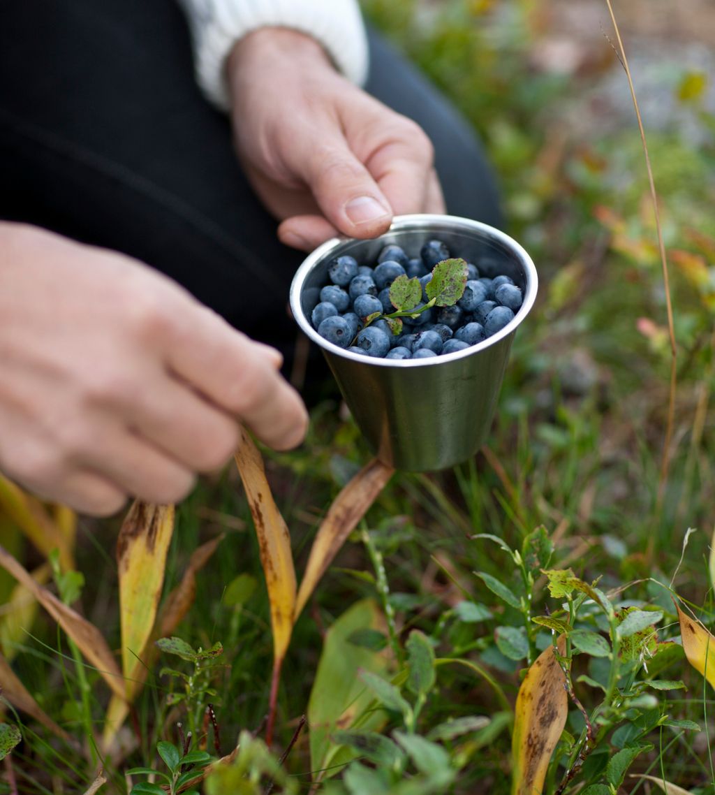 Hender som holder kopp med blåbær i grønne omgivelser. Foto.