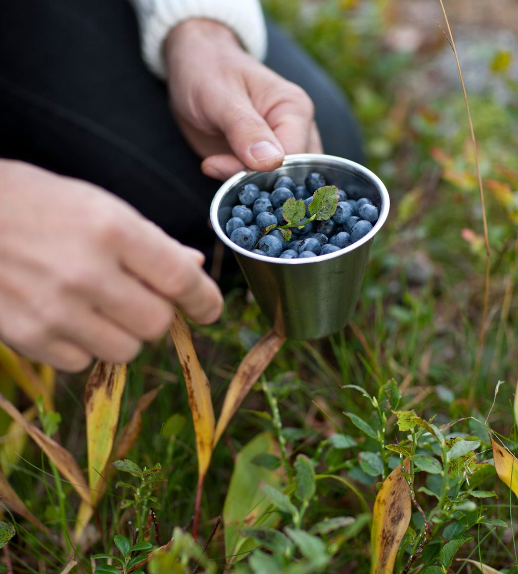 Hender som held kopp med blåbær i grøne omgivnader. Foto.