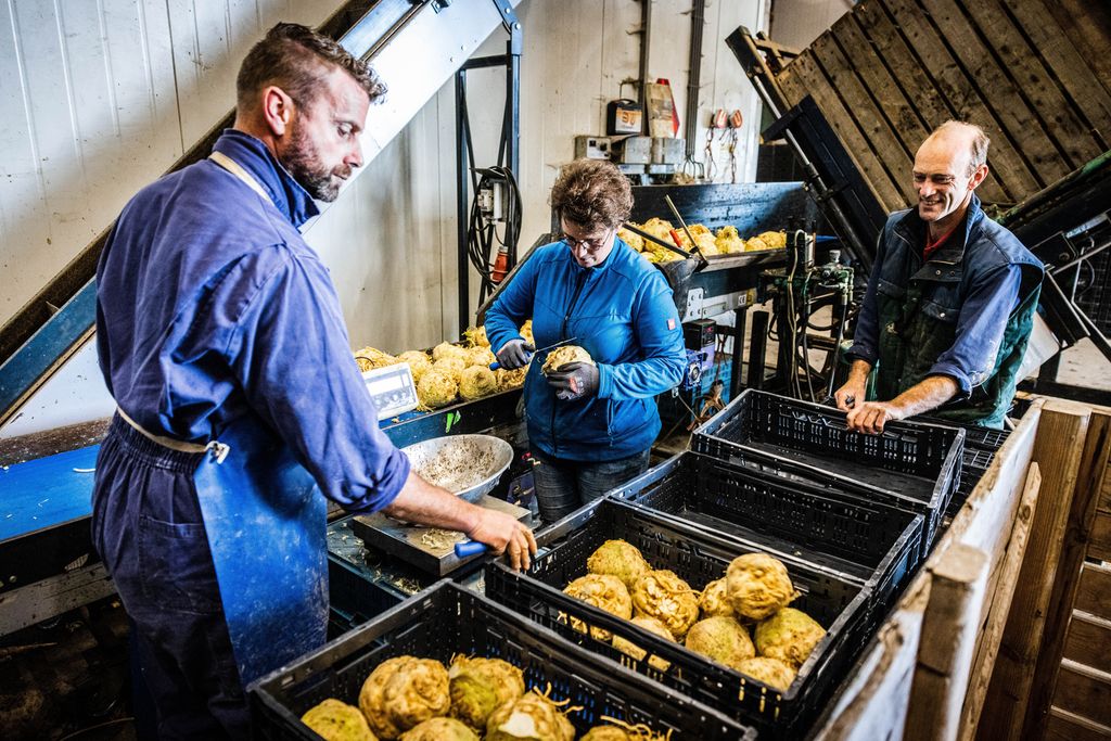 Tre arbeidere står ved kasser og transportbånd mens de klargjør og pakker knollselleri. Foto.