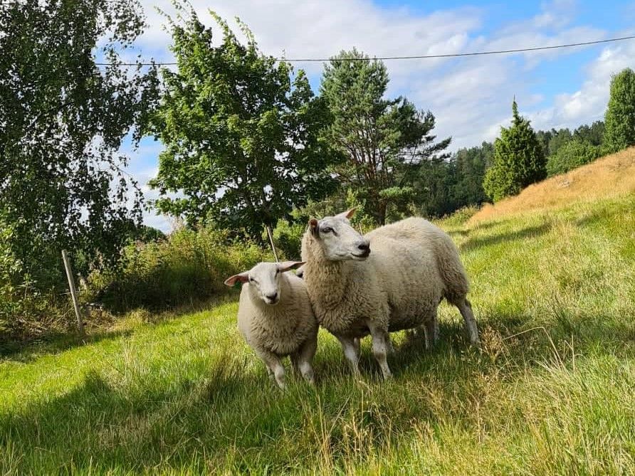 Søye med lam på beite med trær og blå himmel i bakgrunnen. Foto.