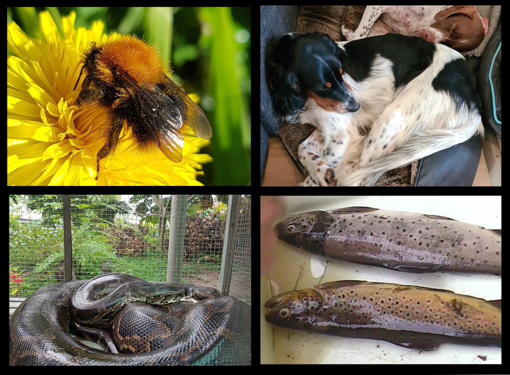 Humle, hund, slange og ørret i kollasj. Foto.