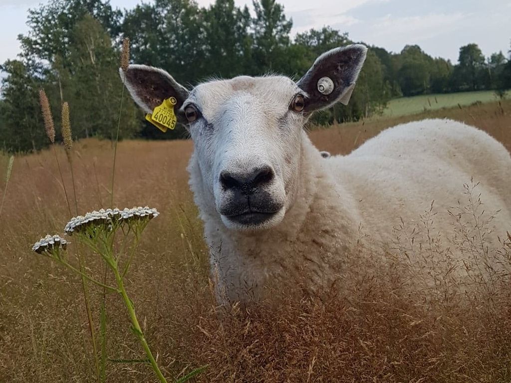 Sau som står i ei eng med gras. Foto.