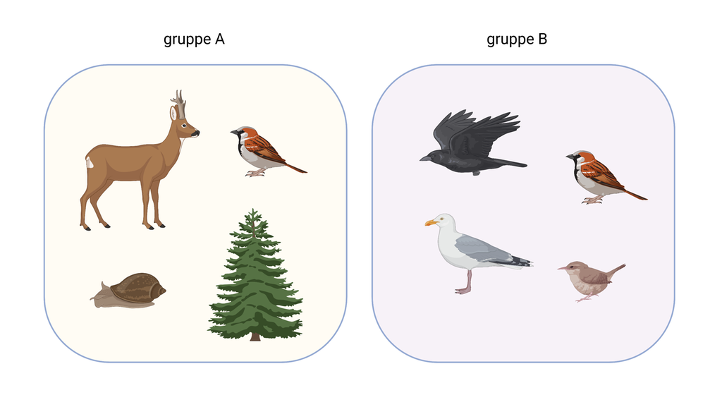 To firkanter med avrundede hjørner. Den ene har navnet "gruppe A" og inneholder rådyr, gråspurv, snegle og grantre. Den andre har navnet "gruppe B" og inneholder ravn, gråspurv, måke og gjerdesmett. Illustrasjon.