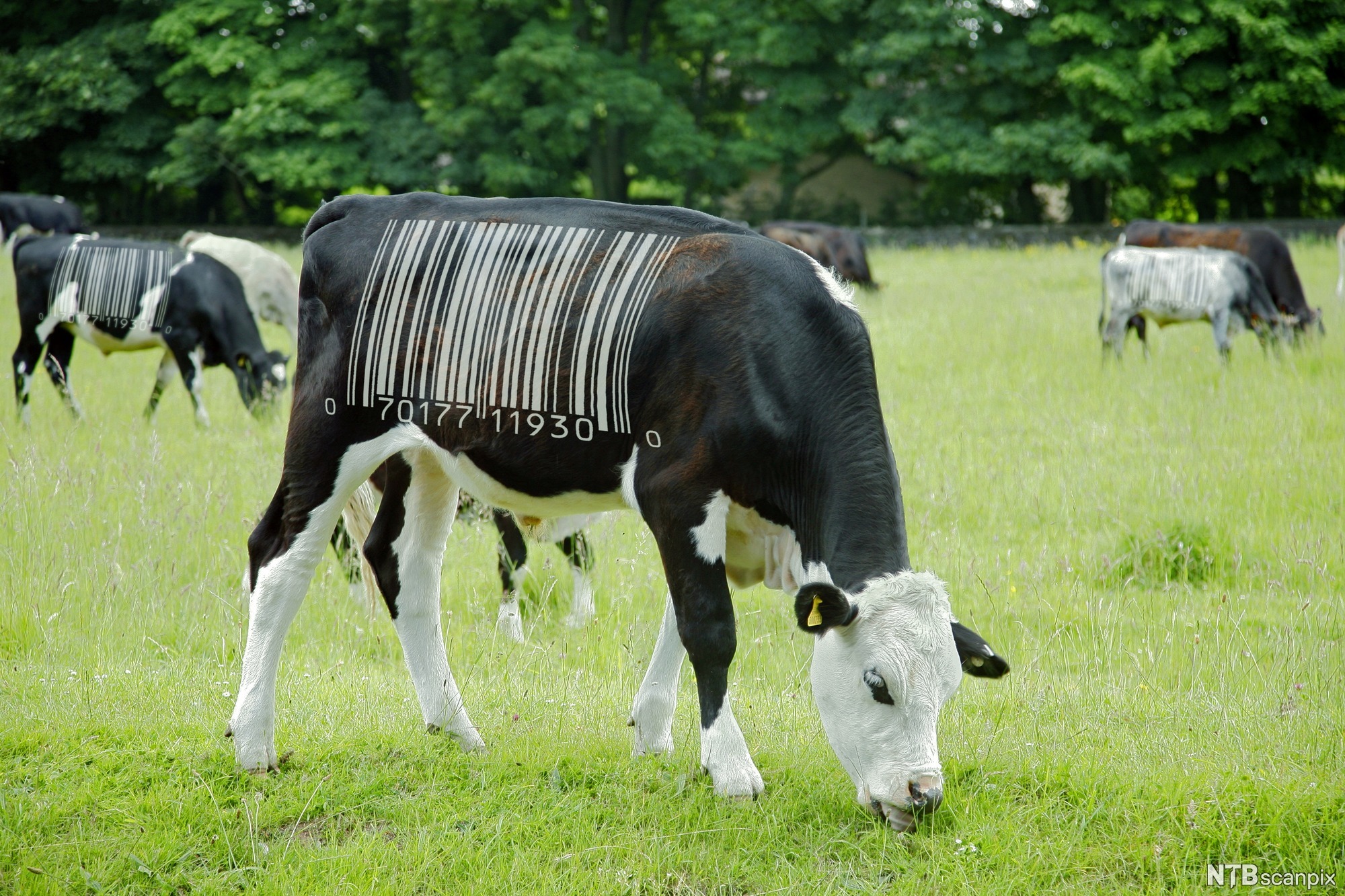 Ku merket med strekkode. Illustrasjon.