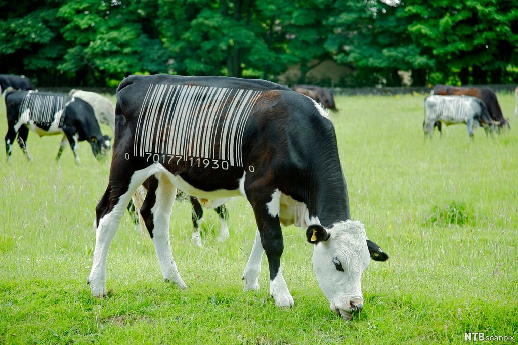 Gussa mii guohtu lea merkejuvvon sáhcokodain miehtá gilgga. Rievdaduvvon govva. 