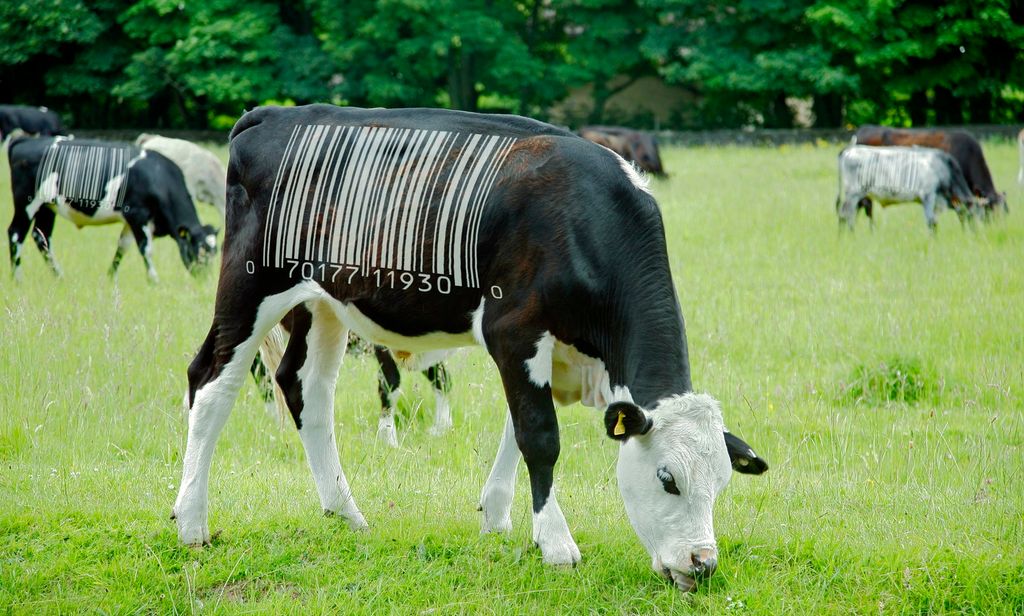 Gussa merkejuvvon sáhcokodain. Illustrašuvdna.