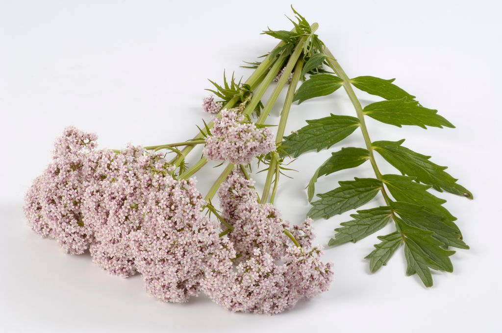 Avskårne blomster med lyserosa, tette blomsterklaser og grønne blader.