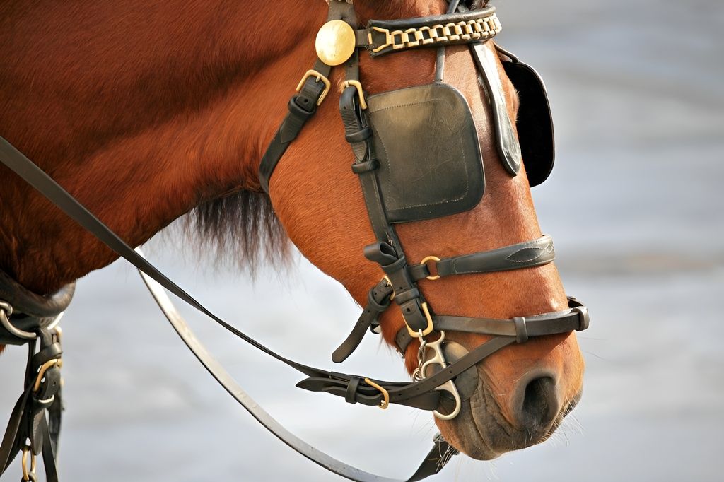 En hest med skylapper på. Foto.