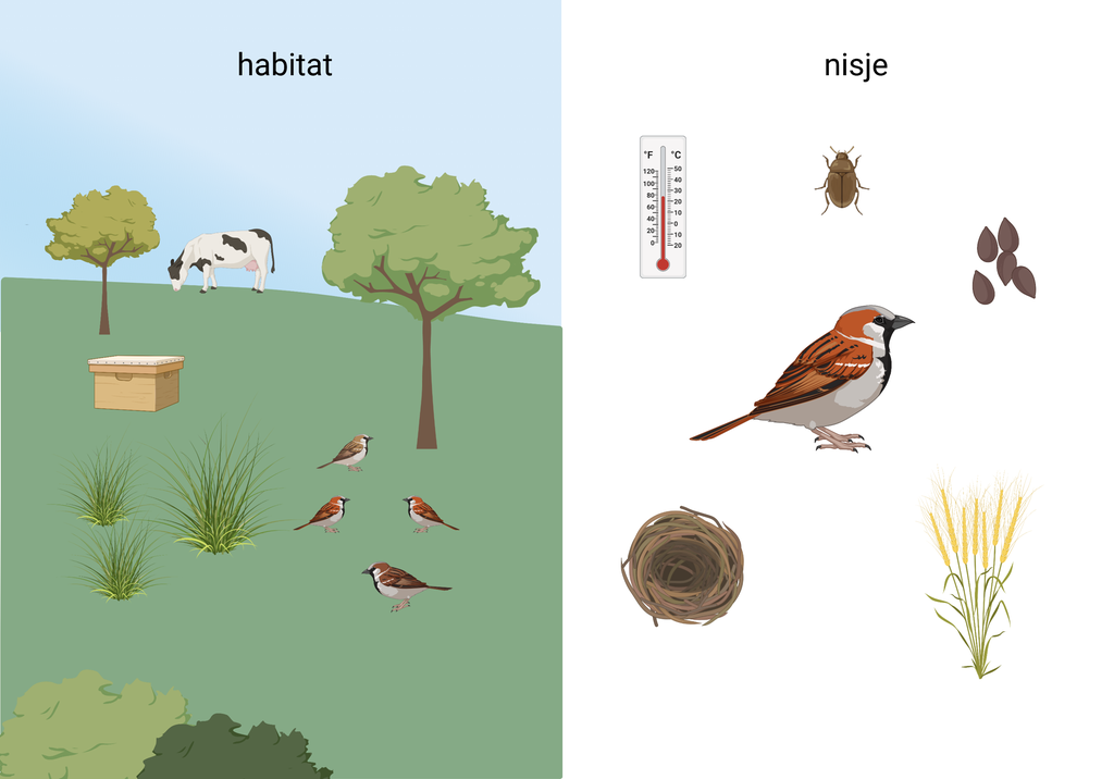 To-delt figur der den ene delen viser et landskap med trær, ku, bikube, gress og gråspurver. Dette er habitatet til gråspurvene. Den andre delen av figuren viser en gråspurv omgitt av blant annet korn, frø og en bille. Dette er nisjen til gråspurven. Illustrasjon.