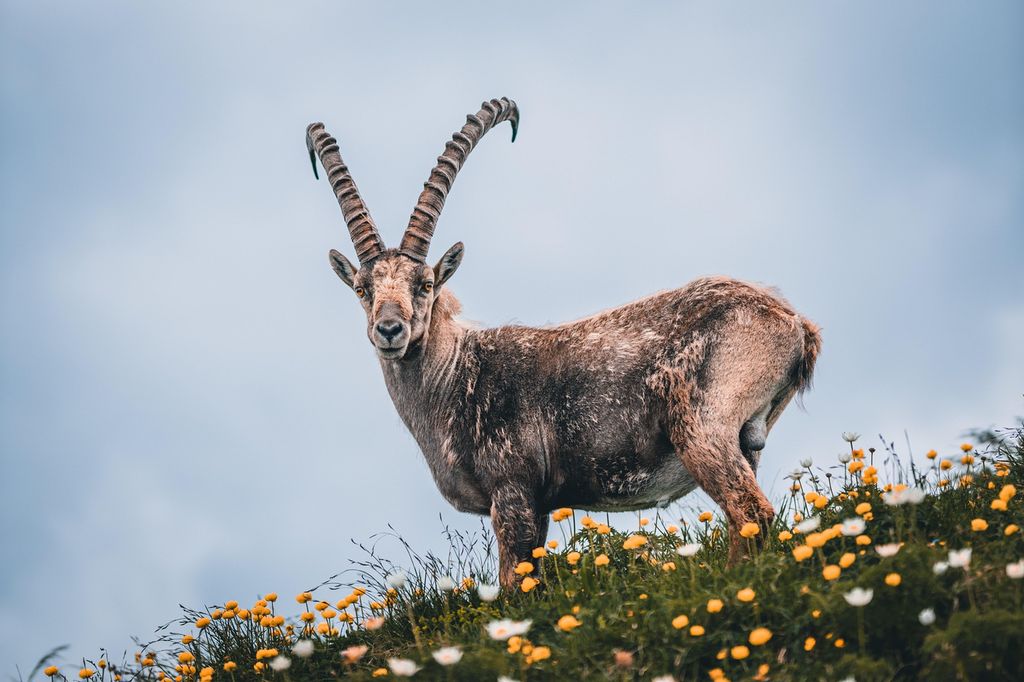 Bukk med store horn står i blomstereng. Foto. 