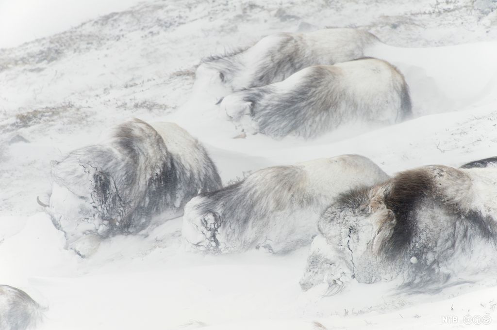 Nedsnødd moskusflokk. Foto.