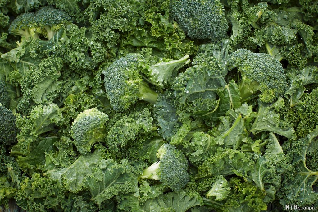 Grønnkål og brokkoli. Foto.