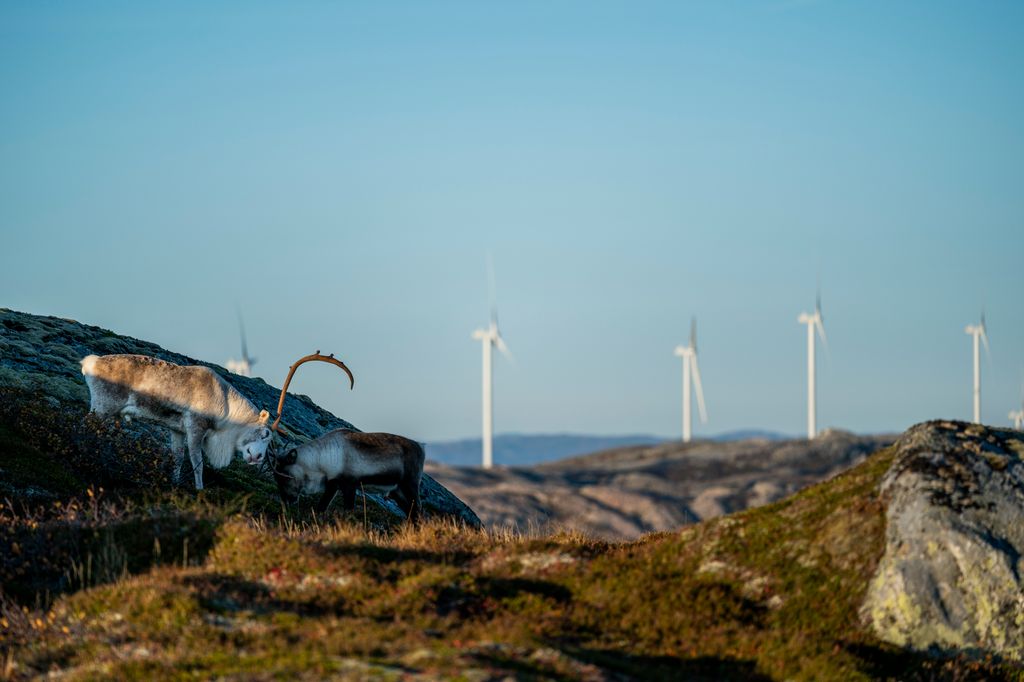 Reinsdyr i framgrunnen med vindmøller og fjell i bakgrunnen. Foto.