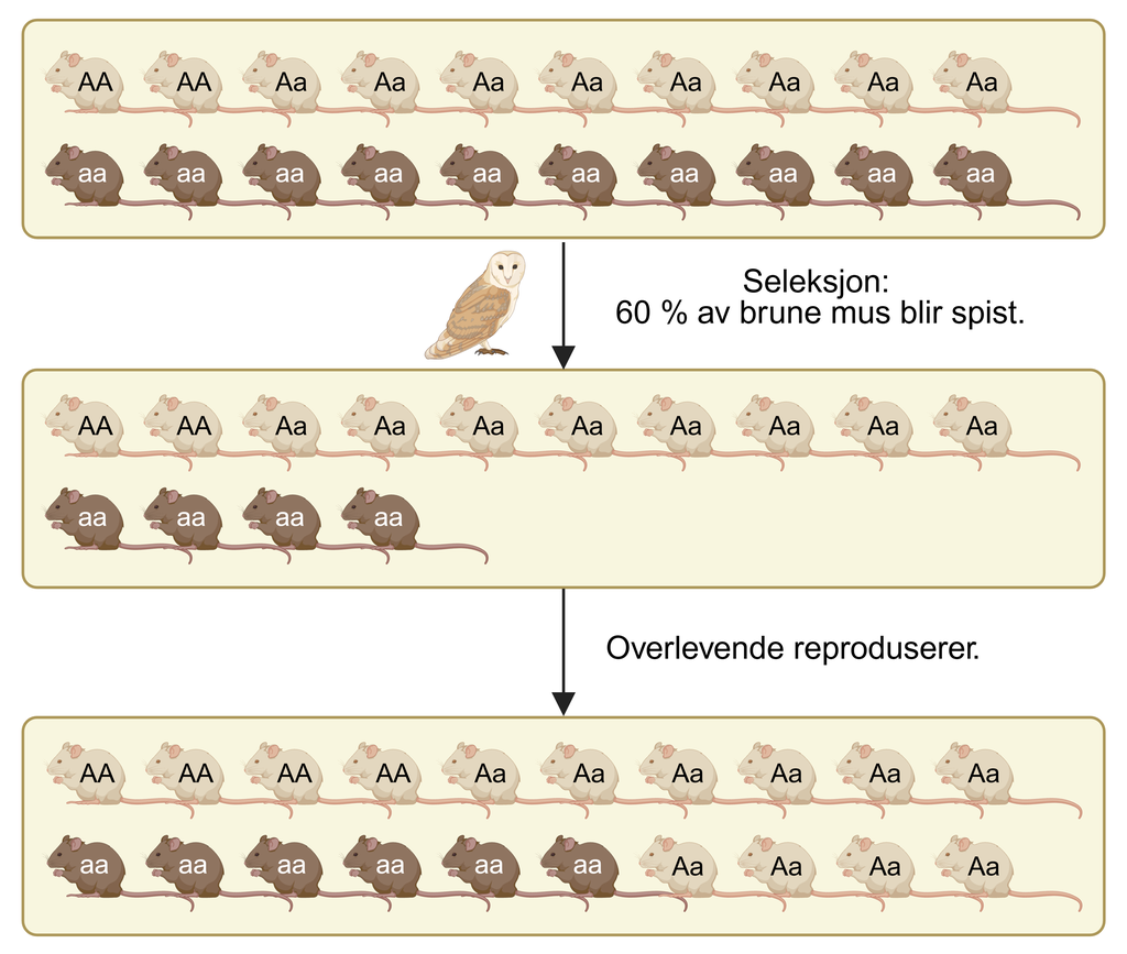 Figuren viser et eksempel på naturlig seleksjon i en musepopulasjon. Før seleksjon består populasjonen av 20 mus: to lyse med genotype stor A, stor A, åtte lyse mus med genotype stor A, liten a. og ti brune mus med genotype liten a, liten a. Ei pil og ei ugle illustrerer seleksjon der 60 % av de brune musene blir spist. Etter seleksjon er alle lyse musene igjen, men bare 4 brune mus. I neste trinn reproduserer de overlevende slik at neste generasjon består av 14 lyse mus, derav fire med genotype stor A, stor A og ti med genotype stor A, liten a, og 6 brune mus med genotype liten a, liten a. Figuren viser hvordan predasjon endrer fenotypiske frekvenser og allelfrekvenser i populasjonen over tid.