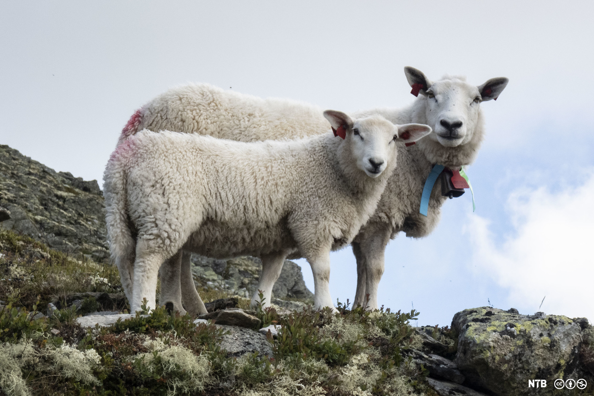 Søye med lam på beite i fjellet. Foto.