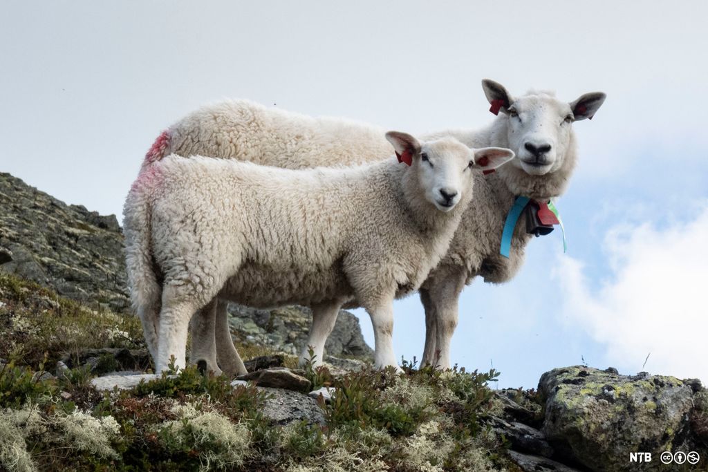 Søye med et lam på beite i fjell mot blå himmel. Foto.
