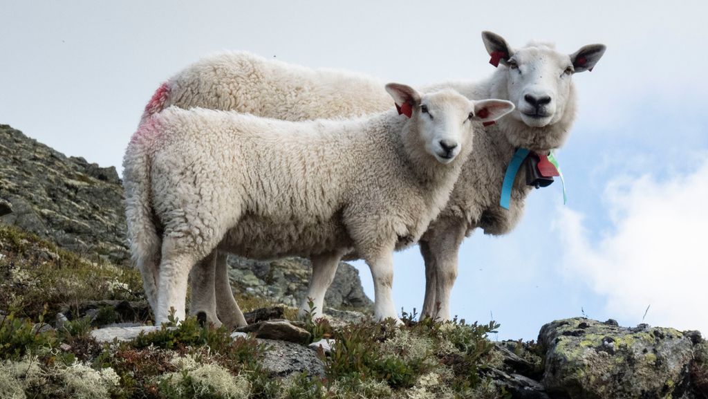 Søye med lam på beite i fjellet. Foto.