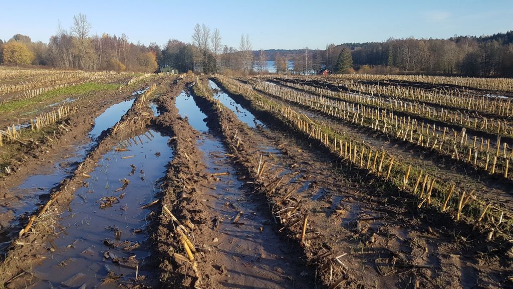 Kjørespor på et jorde. Det står vann i sporene. Foto.