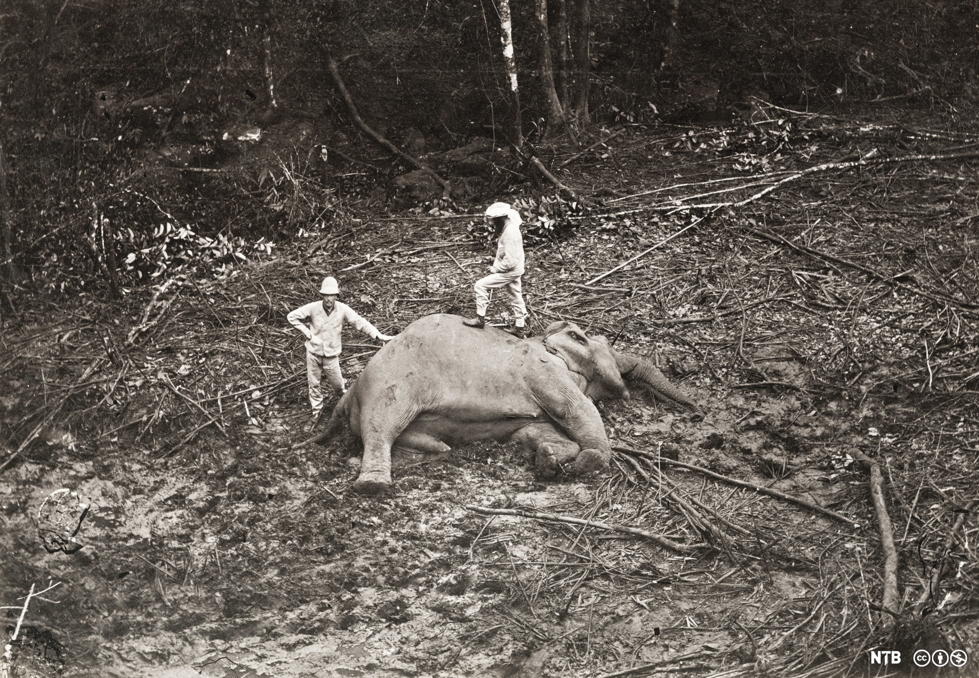 Vintage 19th century photograph: big game hunters, Asia, with the body of a dead elephant that they have shot.