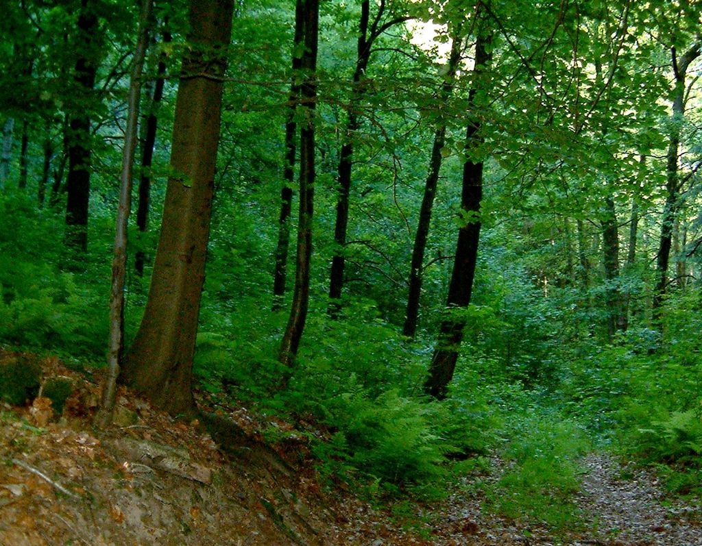 Tett løvskog. Foto.