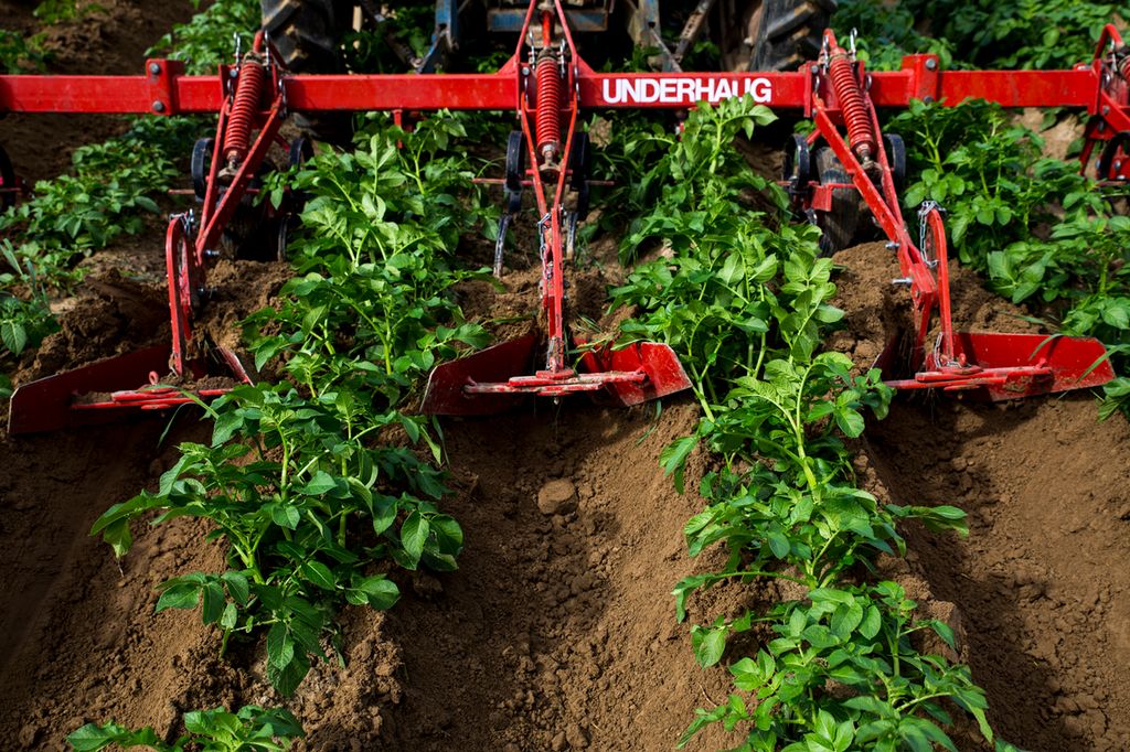 Små ploger bak en traktor går mellom potetrader. Foto.