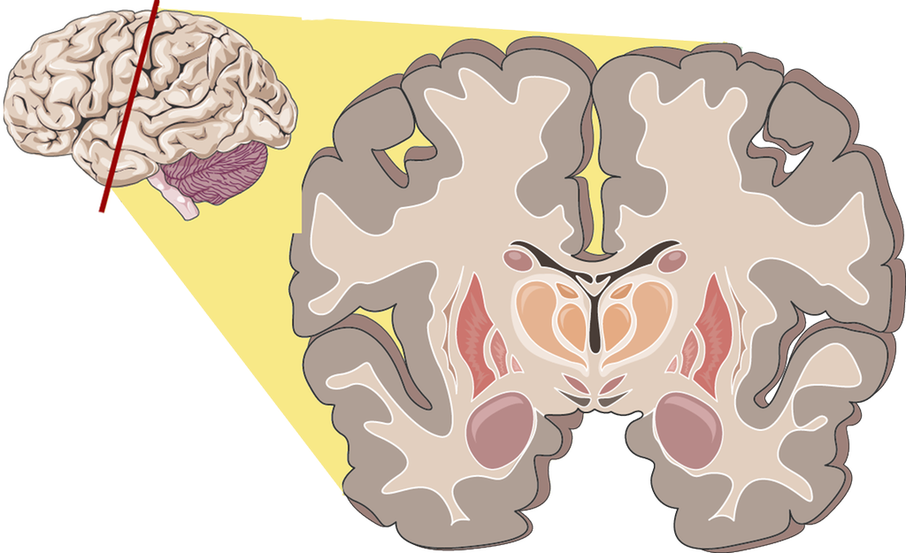 Tverrsnitt av hjernen. Illustrasjon.