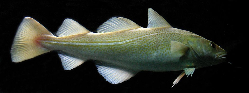 Torsk med svart bakgrunn. Foto.