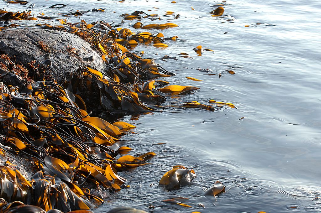 Utsnitt av svaberg med tang som lener seg ut i vannet. Foto.