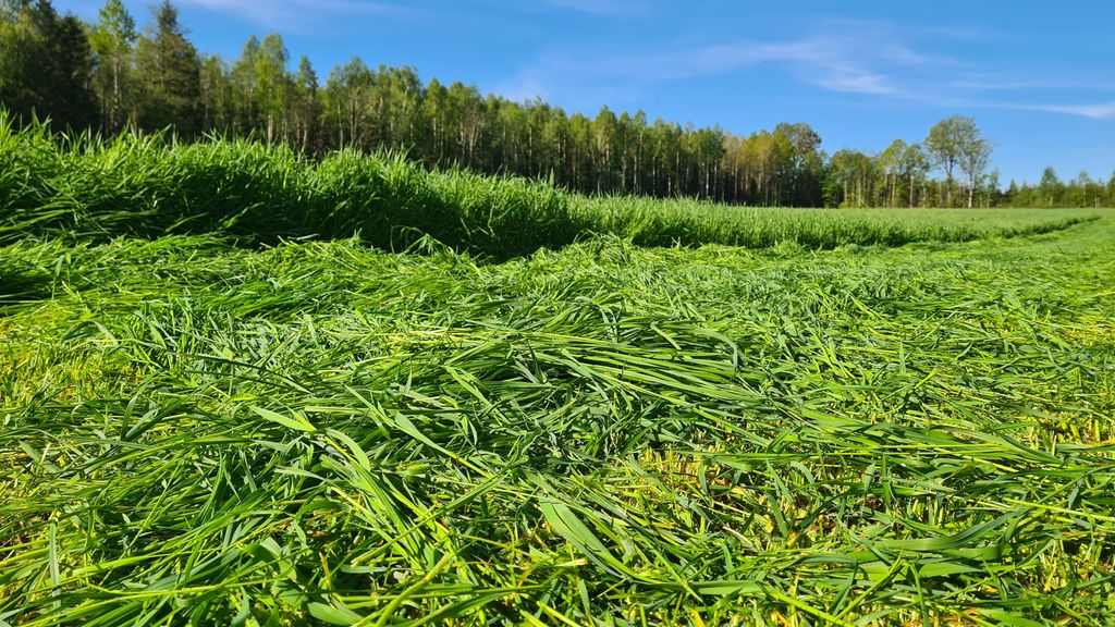 Eng med gras som er slått og ligger på bakken. Foto.