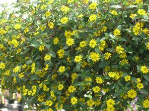Hengende plante med små, gule blomster. Foto.