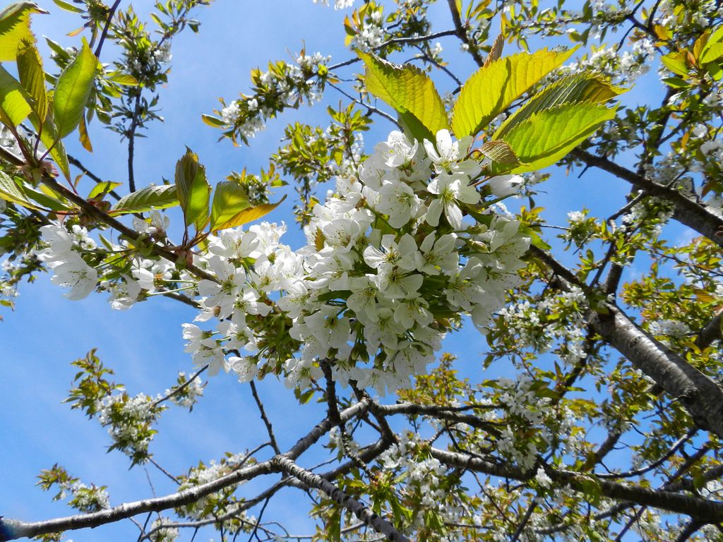 Cherry tree in bloom, the sky above is blue. Photo.