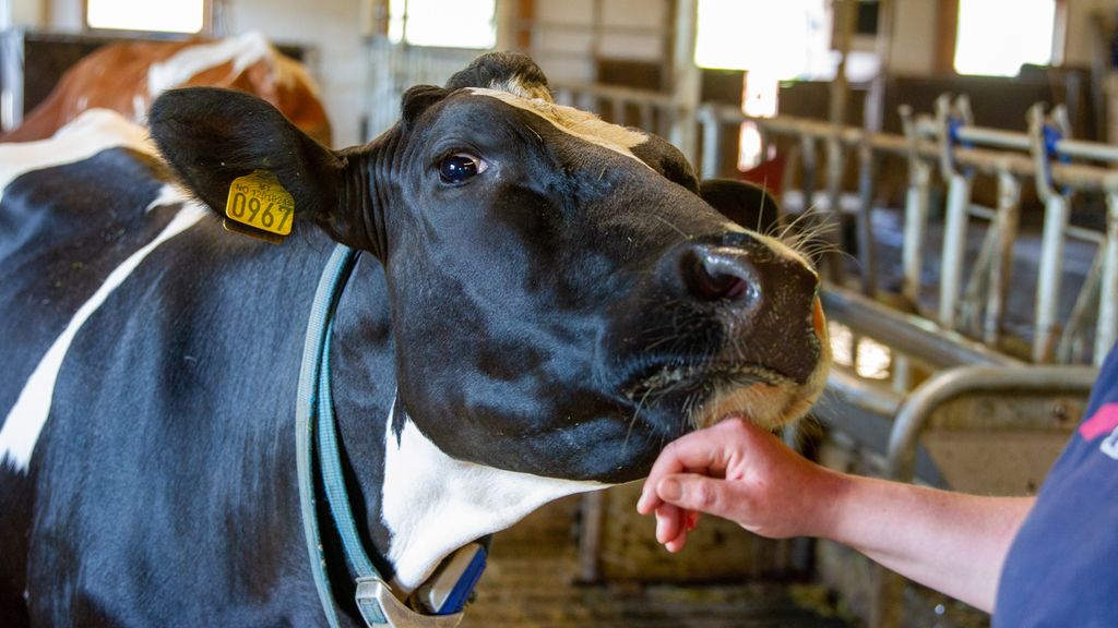 Kuhake mot menneskehånd. Foto.